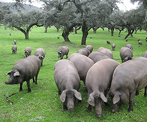 JAMÓN DE CEBO DE CAMPO 50% RAZA IBÉRICA,CURACIÓN NATURAL 100%. PESO SOBRE 8 KG. EDICIÓN FREGENAL - Imagen 5