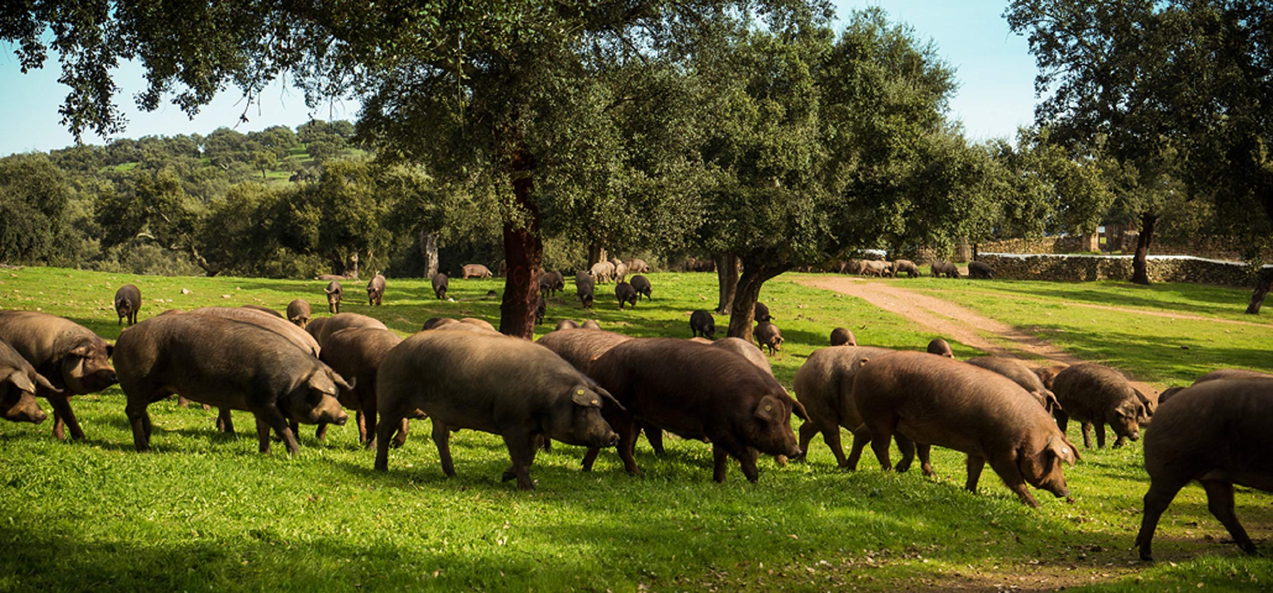 8 Kg Jamón Iberico de Campo Pata Negra, 100% Natural, Curación de 28-32 meses - Jamón Ibérico de Salamanca | INSIGNIA IBERICA - Imagen 5
